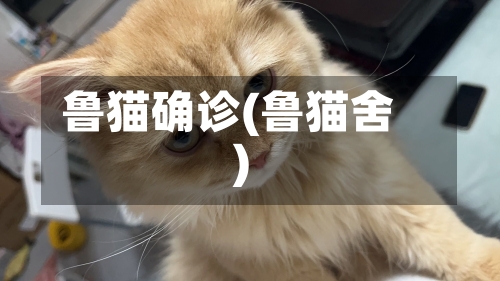 鲁猫确诊(鲁猫舍)