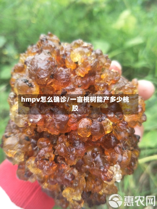 hmpv怎么确诊/一亩桃树能产多少桃胶-第3张图片