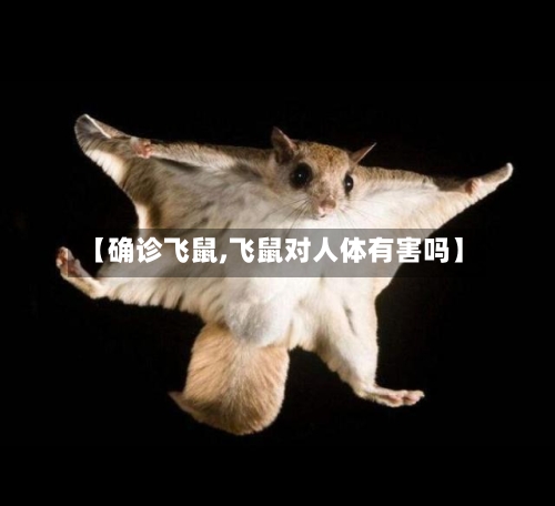 【确诊飞鼠,飞鼠对人体有害吗】-第3张图片